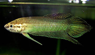 Betta bellica